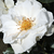 Bela - Vrtnice Floribunda - White Magic